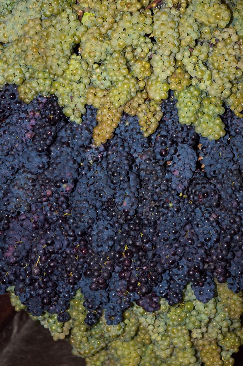 Evenements Biou Arbois 9493